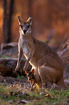 Agile wallaby (Macropus agilis) with baby in pouch, Australia.