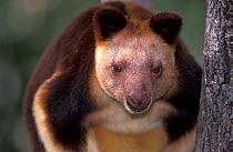Goodfellow's tree kangaroo (Dendrolagus bennettianus) Captive, native to New Guinea.