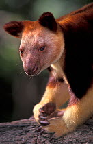 Goodfellow's tree kangaroo  (Dendrolagus goodfellowi)  Captive, native to New Guinea. Endangered species.