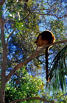 Goodfellow's tree kangaroo (Dendrolagus inustus) Captive, native to New Guinea. Endangered species.