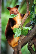 Goodfellow's tree kangaroo (Dendrolagus inustus) feeding. Captive, from New Guinea. Endangered species.