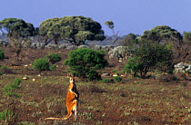Red kangaroo (Macropus rufus) in habitat, Australia.