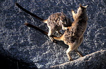 Mareeba rock-wallabies (Petrogale mareeba) fighting, Australia.