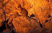 Purple-necked rock-wallaby (Petrogale purpureicollis) on rock, Australia.