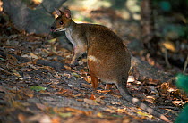 Red-legged pademelon (Thylogale stigmatica) Australia.