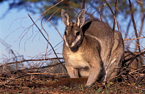 Bridle nail-tailed wallaby (Onychogalea fraenata) portrait, Australia. Captive. Endangered species.