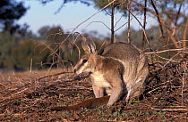 Bridle nail-tailed wallaby (Onychogalea fraenata) portrait, Australia. Captive. Endangered species.