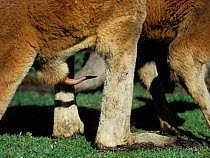 Red kangaroo (Macropus rufogriseus) penis, Australia. Captive.