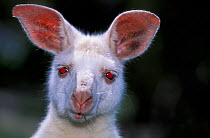 Western grey kangaroo (Macropus fuliginosus) albino, Australia. Captive.