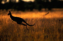 Western grey kangaroo (Macropus fuliginosus) silhouetted whilst jumping, Australia.