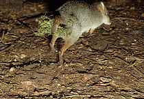 Brush-tailed Bettong (Bettongia penicillata) jumping at night, Australia.