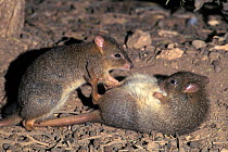 Brush-tailed Bettong (Bettongia penicillata) pair playing, Australia. Critically endangered species.