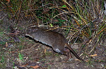 Long-nosed potoroo (Potorous tridactylus apicalis) jumping at night,Tasmania, Captive. Native to the eastern Australia.