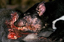Tasmanian devil (Sarcophilus harrisii) scavenging, with Devil facial tumour disease (DFTD) Tasmania.