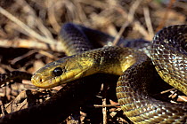 Aesculapian snake (Zamenis longissima) portrait, France.
