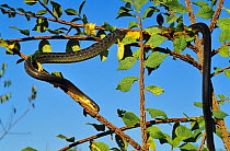 Aesculapian snake (Zamenis longissima) France.