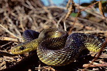 Aesculapian snake (Zamenis longissima) portrait, France.