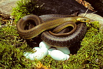 Aesculapian snake (Zamenis longissima) eggs, France.