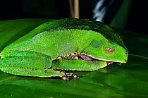 White lined leaf frog (Phyllomedusa vaillanti) sleeping, French Guiana.