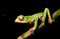 White lined leaf frog (Phyllomedusa vaillanti) profile, French Guiana.