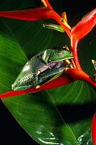 White lined leaf frog (Phyllomedusa vaillanti) resting on Heliconia flower, French Guiana.
