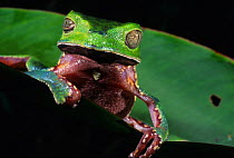White lined leaf frog (Phyllomedusa vaillanti) portrait, looking at camera, French Guiana.