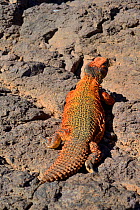 Spiny-tailed lizard (Uromastyx nigriventris) near Ouarzazate, Morroco.
