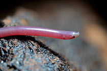 Beaked thread snake (Myriopholis algeriensis) profile, near Ouarzazate, Morocco.