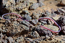 Beaked thread snake (Myriopholis algeriensis) near Ouarzazate, Morocco.