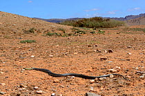 Montpellier snake (Malpolon monspessulanus) moving across sand in habitat, Souss, Morocco.