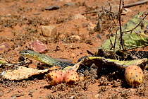Montpellier snake (Malpolon monspessulanus) Souss, Morocco.