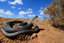 Montpellier snake (Malpolon monspessulanus) coiled, in habitat, Souss, Morocco.