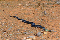 Montpellier snake (Malpolon monspessulanus) moving across sand, Souss, Morocco.