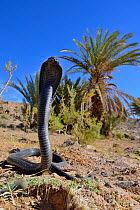Egyptian cobra (Naja haje) with head raised up and hood expanded, near Ouarzazate, Morocco.