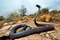 Egyptian cobra (Naja haje) with head raised up and hood expanded, Morocco.