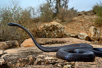 Egyptian cobra (Naja haje) with head raised up and hood expanded, near Taroudant, Morocco.