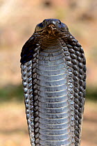 Egyptian cobra (Naja haje) with head raised up and hood expanded, near Ouarzazare, Morocco.