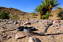 Egyptian cobra (Naja haje) near Ouarzazate, Morocco.