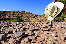 Egyptian cobra (Naja haje) attacking hat, near Ouarzazate, Morocco.