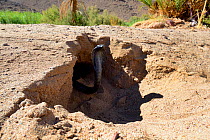 Egyptian cobra (Naja haje) coming out of hole, near Ouarzazare, Morocco.