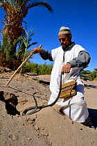 Egyptian cobra (Naja haje) hunter, poking hole with stick, near Ouarzazare, Morocco.