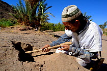 Egyptian cobra (Naja haje) hunter, poking hole with stick, near Ouarzazare, Morocco.