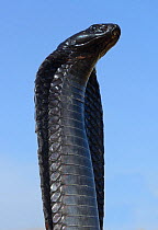 Egyptian cobra (Naja haje) with head up and hood expanded, near Tiznit, Morocco.