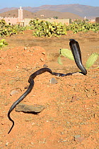 Egyptian cobra (Naja haje) with head up and hood expanded, town in the background, near Taroudant, Morocco.
