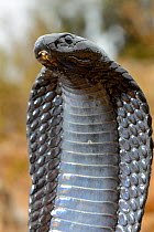Egyptian cobra (Naja haje) with head up and hood expanded, near Taroudant, Morocco.