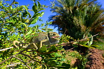 Mediterranean Chamaeleon (Chamaeleo chamaeleon) walking on branch,near Taznakht, Morroco.