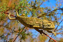 Mediterranean Chamaeleon (Chamaeleo chamaeleon) walking along branch, near Taznakht, Morroco.
