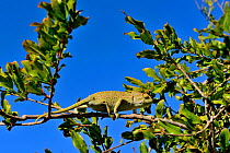 Mediterranean Chamaeleon (Chamaeleo chamaeleon) walking along branch, near Taznakht, Morroco.