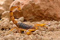 Scorpion (Buthus mardochei) Morocco, Endemic.