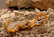 Scorpions (Buthus mardochei) mating, Morocco,Endemic. Mating